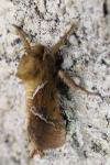 Triodia sylvina