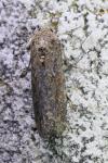 Spodoptera exigua
