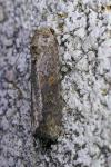 Spodoptera exigua