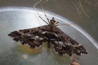 Diasemiopsis ramburialis