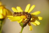 Helicoverpa armigera
