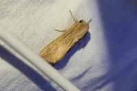 Mythimna unipuncta