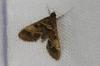 Duponchelia fovealis
