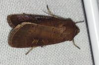 Xestia xanthographa