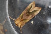 Diachrysia chrysitis