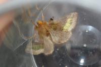 Diachrysia chrysitis