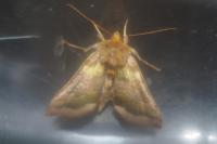 Diachrysia chrysitis