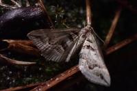 Scotopteryx peribolata