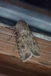 Agrotis segetum
