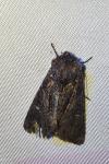 Mniotype adusta
