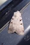 Eugnorisma glareosa