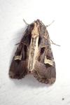 Trigonophora flammea