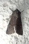Aporophyla nigra