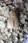 Xestia xanthographa