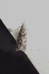 Eudonia