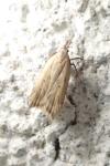 Dichomeris limosella