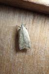 Dichomeris limosella