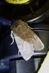 Aporophyla lueneburgensis