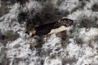 Monopis monachella