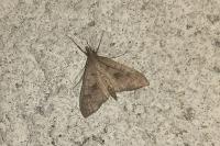 Mecyna asinalis