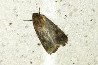 Galleria mellonella