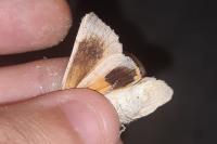 Noctua tirrenica