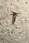 Triodia sylvina