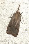 Noctua pronuba