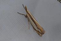 Crambus pascuella