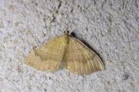 Camptogramma bilineata