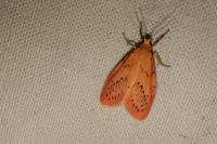 Miltochrista miniata