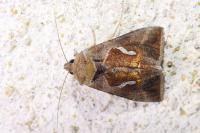 Macdunnoughia confusa