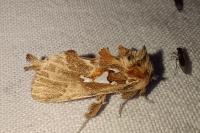 Parascotia fuliginaria