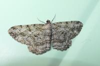 Peribatodes rhomboidaria