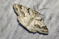 Pseudoterpna coronillaria