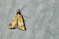 Chrysocrambus linetella