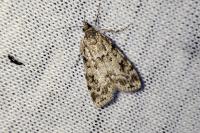 Scoparia ambigualis / Scoparia basistrigalis