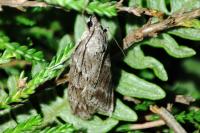 Pachycnemia hippocastanaria hippocastanaria