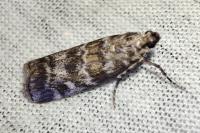 Dioryctria abietella