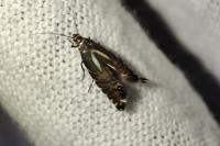 Glyphipterix thrasonella