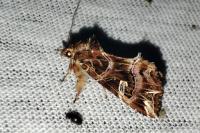 Callopistria juventina