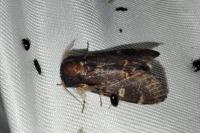 Notodonta dromedarius