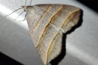 Colobochyla salicalis