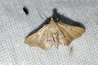 Endotricha flammealis