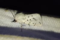 Spilosoma lubricipeda