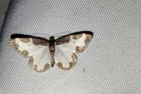 Lomaspilis marginata