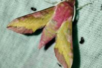 Deilephila porcellus