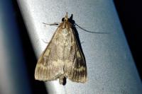 Ostrinia nubilalis