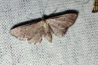 Idaea infirmaria