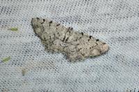 Aethalura punctulata